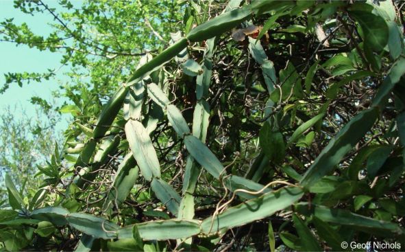 Cissus quadrangularis PlantZAfrica